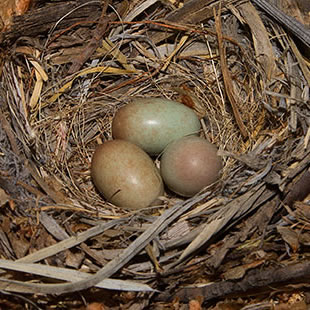 Cape Robin Chat nest